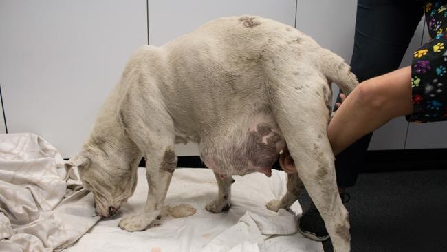 Chyna the dumped Gold Coast dog. The RSPCA was forced to put her down and is now looking for her owner. Photo: RSPCA