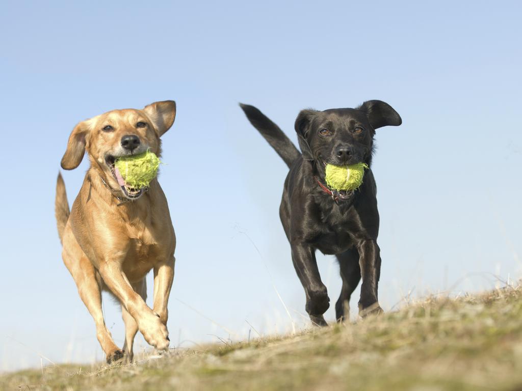 Study lead researcher Emma Adams says while dog ownership can lead to higher levels of physical activity in children, she warns it won’t be right for everyone.