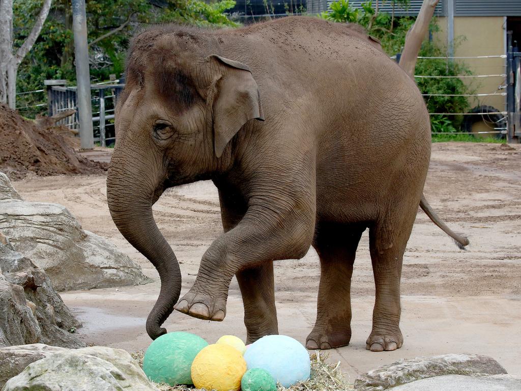 Easter enrichment treats were handed out to some of Taronga Zoo's residents in time for the Easter long weekend. The elephants get their enrichment inside paper eggs. Picture: Toby Zerna