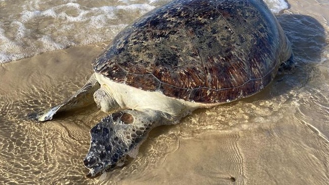 Concerns grow among North Stradbroke Island residents as the number of washed-up turtles has spiked, with experts warning the species could be at risk of extinction.