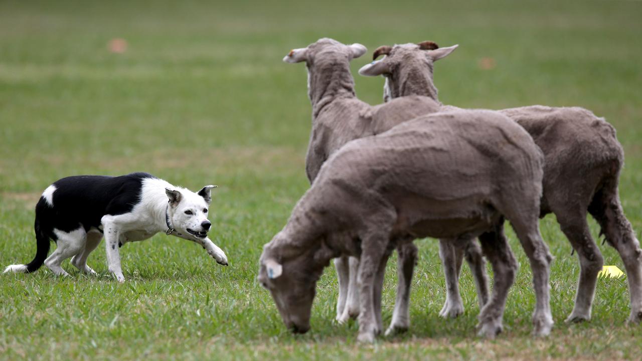 تثبط مدفع اصبع اليد sheepdog crossword - mueritz-nationalpark-4you.com