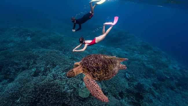 Lady Elliot Island is our pick for swimming with turtles. Picture: Ross Long