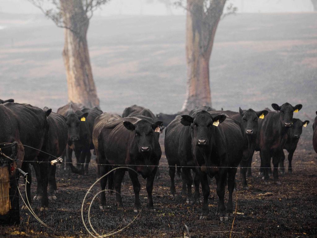 Australian Bushfires 2020: Price Of Fruit, Vegetables, Meat To Rise ...