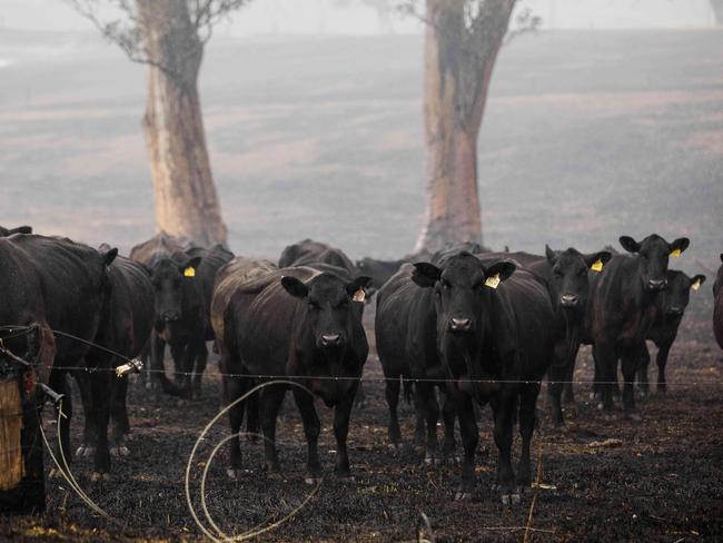 Beef cattle in Cobargo, NSW, after a devastating bushfire passed through the area. Picture: Sean Davey