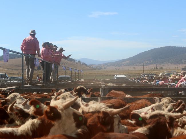 Benambra mountain calf sale, Benambra,   Picture Yuri Kouzmin