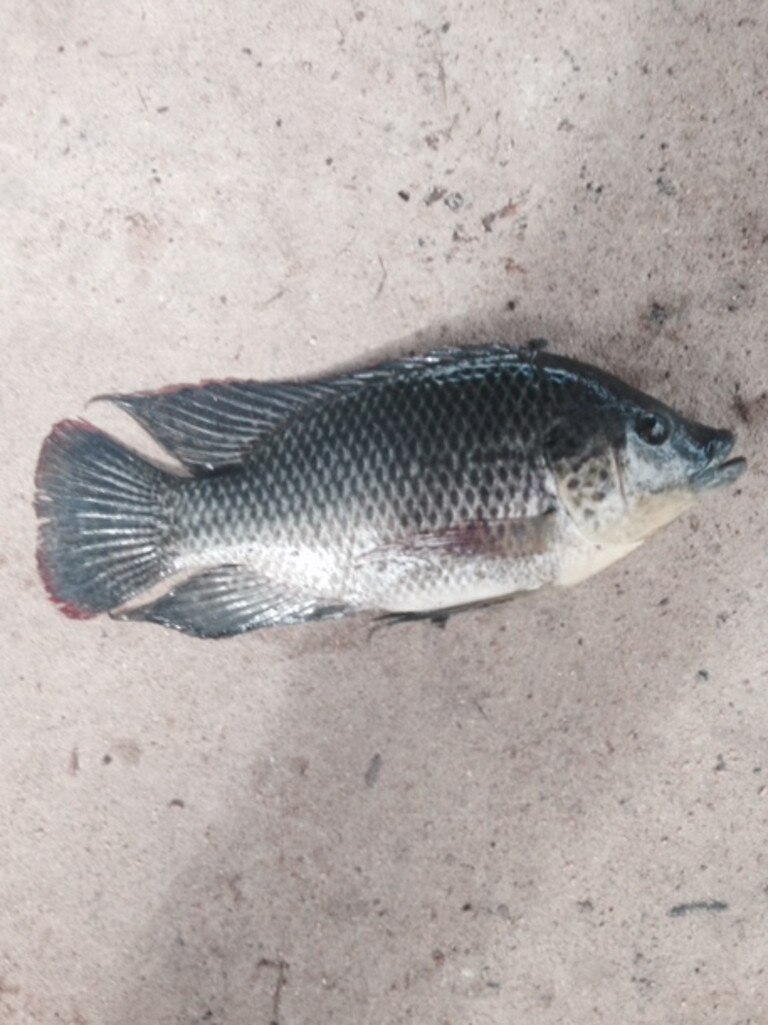 Tilapia fishing allowed at Suprano Place Park, Wakerley The Courier Mail