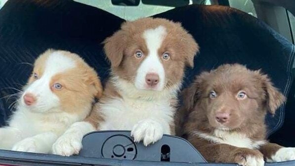 Lollie Pup with two of her siblings off to the vet to get their vaccines.