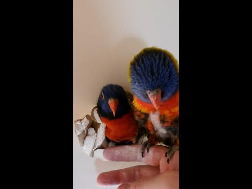 Lorikeets trap themselves inside home’s wall