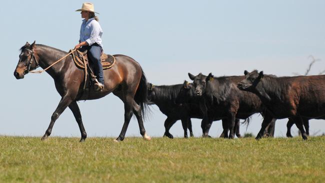 <s1>Leading the way: Producers have witnessed prime cattle prices holding firm in markets this week. </s1> <source><ld/><ld/>Picture: Kate Dowler</source>