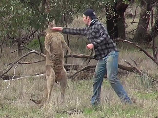 Man punches Kangaroo after it holds his dog in a headlock. Picture: Greg Bloom/Viralhog