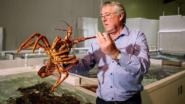 Managing Director of Ferguson Australia Group Andrew Ferguson which is a large exporter of South Australian Rock Lobsters. Picture: Morgan Sette