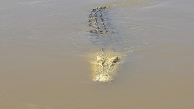 Jo Walker took this photo in January of 'Michael Jackson' the saltwater crocodile who resides near the Adelaide River bridge and recently was shot and killed after taking a fisherman from the river bank as he waded in to retrieve his hook. MUST CREDIT Picture: Jo Walker