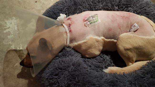 Kirra the pup recovering from her injuries. Picture: supplied