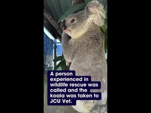 Wildlife officer shares details of koala rescue 