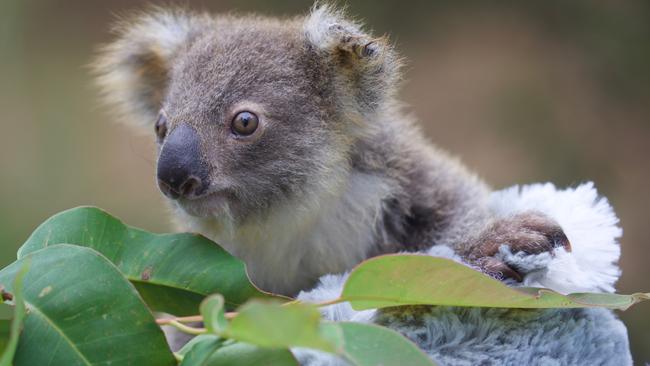 The non-compliant activities carried out in the Koala Exclusion Zone attracted the largest fine of $60,000. Picture: Aussie Ark