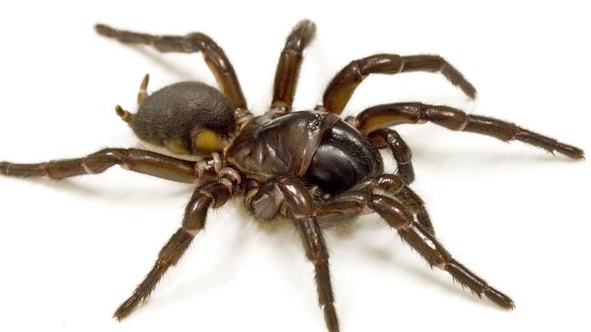 exposure therapy for arachnophobes | Daily Telegraph