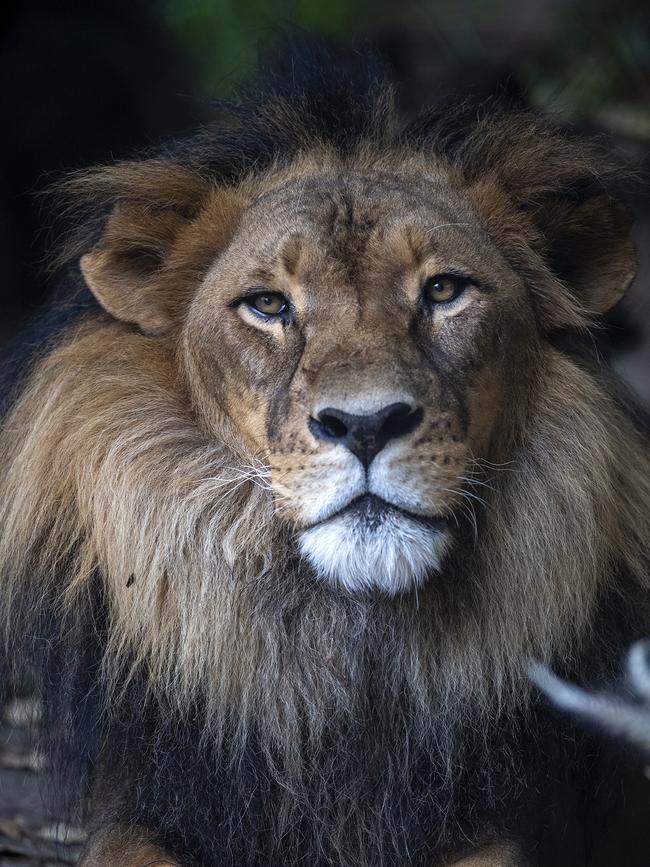 Male lion Mujambi had a medical episode at Adelaide Zoo. Picture: Adrian Mann