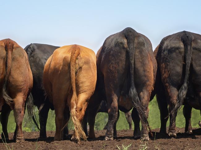 How cow dung power plant may fuel Victorian farms