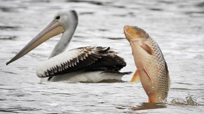 A European carp fish jumping out of the Murray River at Blanchetown, with a pelican in the background.