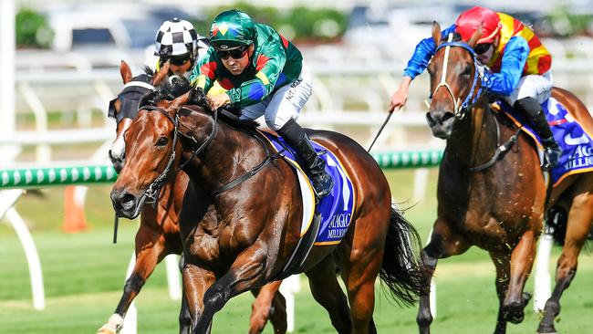 Alligator Blood is a dominant favourite for the Magic Millions Guineas. Picture: AAP