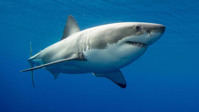 Experts and beachgoers call for removal of shark nets after death of ...