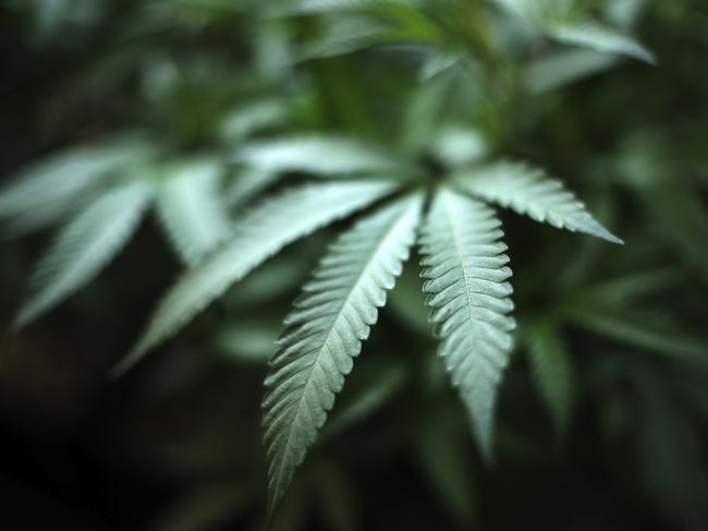 Canberrans would be allowed to possess up to 50 grams of cannabis and grow two plants at their home with a maximum of four plants per household.