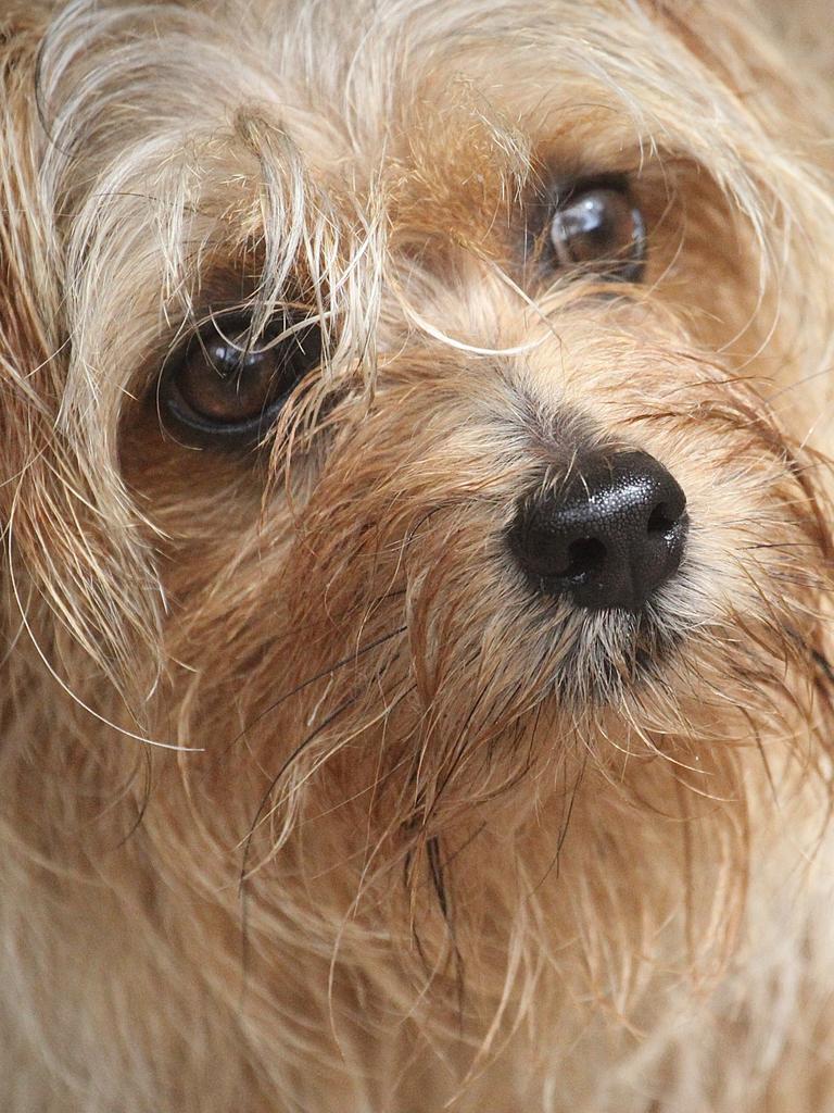 Vera the Norfolk terrier, submitted by Ray Woods from Macquarie Hills