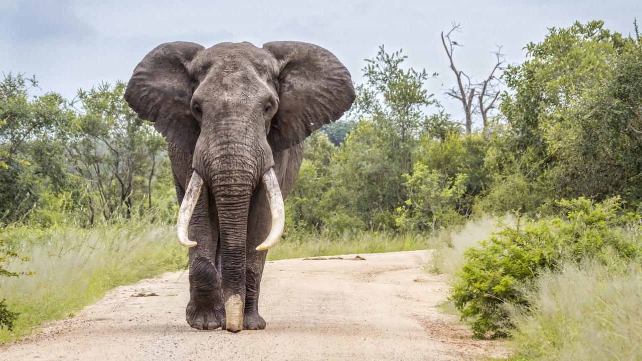 Safari South Africa Kruger National I pissed off an elephant | escape.com.au
