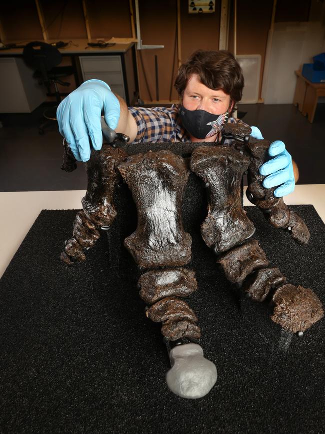 Collection manager geoscience Oska Lindenmayer holds his hand over one of the front feet. Picture: David Caird