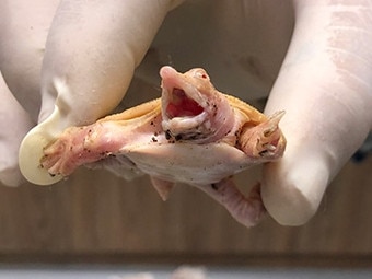 A man involved in an illegal wildlife trafficking ring has been sentenced to 9 months in prison after pleading guilty to 3 offences related to smuggling exotic animals into Australia., , Jesse Sayeg admitted to illegally importing live tortoises and turtles in Caloundra Magistrates Court in Queensland this week. Picture: DAFF