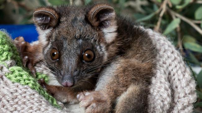 A rescued Ringtail Possum. Picture: Mark Dadswell