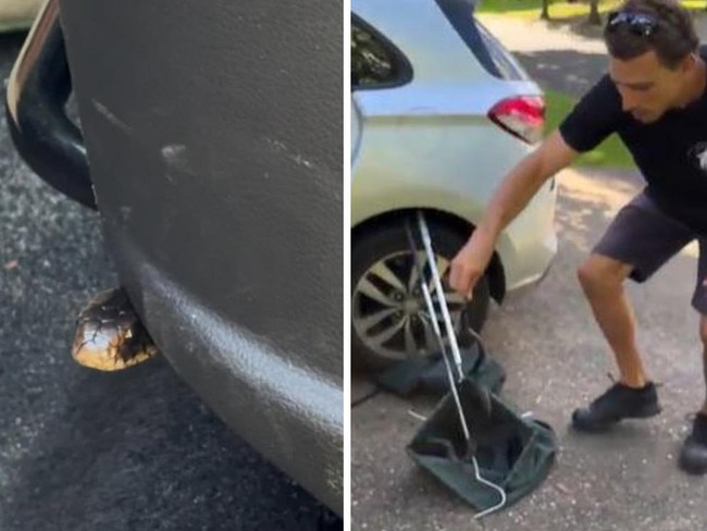 WATCH: Driver’s shock after car ride with deadly snake lurking