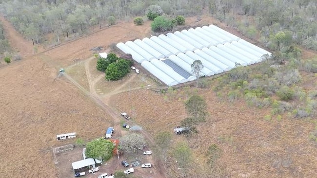 A total of 13,670 cannabis plants were seized within 26 green houses. Picture: Queensland Police