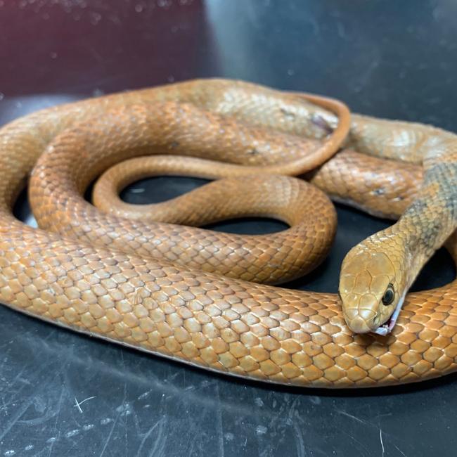 Eastern brown snakes are one of Australia's top 10 most highly venomous. Picture: Animal Emergency Service