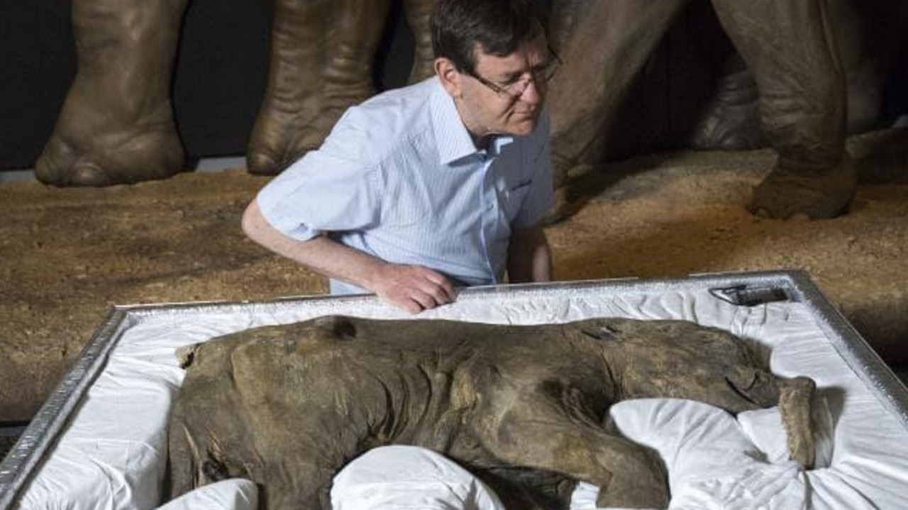 Research leader Professor Adrian Lister examines a baby mammoth, discovered in Siberia in 2007. Picture: Getty