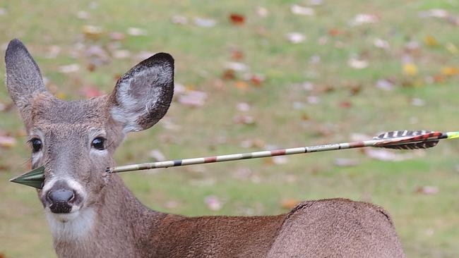 It's unknown how long the deer was wounded before authorities were able to act. 