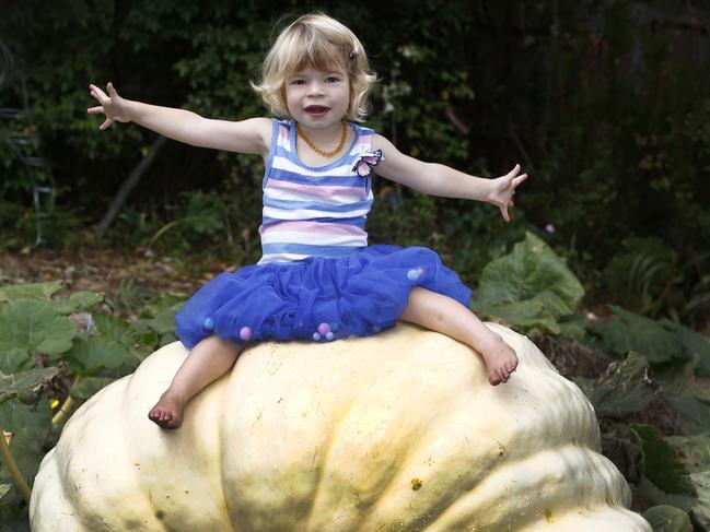 Giant pumpkin is still packing on the pounds ahead of the Bream creek show in a couple of weeks. The pumpkin is headed towards 160kg, fed on compost lasagne, wrapped in blankets at night and covered by day to protect from sun, picture of Honey Wise 2 and a half of Cambridge with the massive pumkin,Picture;KIM EISZELE