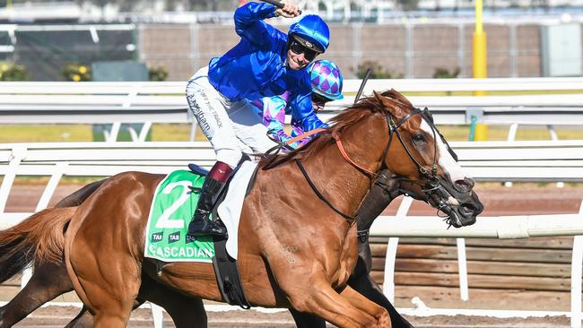 Four-time Group 1 winner Cascadian has been retired. Picture: Pat Scala-Racing Photos via Getty Images