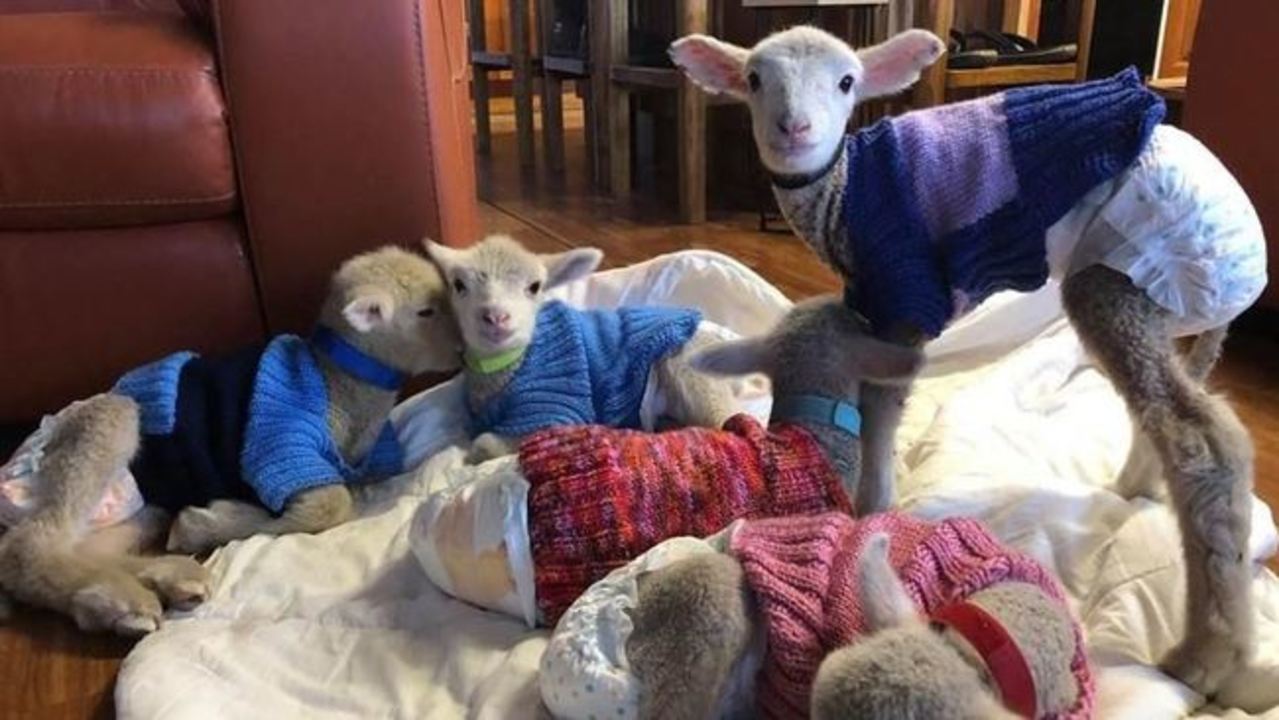 Little Lambs Rug Up in Jumpers After Losing Their Mothers to Drought