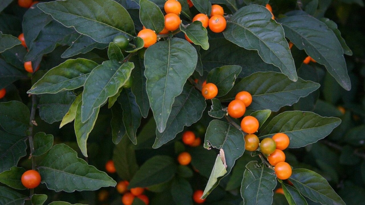 Jerusalem cherry – Solanum pseudocapsicum. Picture: Paul Venter