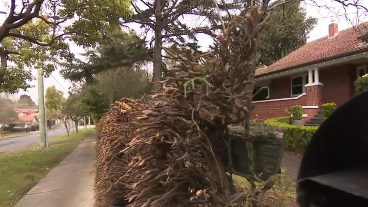 After being hit with an ultimatum — either pay $6500 to extend the footpath or trim the hedge back — they reluctantly chose to grab the scissors. Picture: 9News