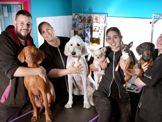 Dogs FX in prospect has won best dog groomer. The team including (LtoR), Daniel Minchin with ÃSammyÃ, Meagan Rachwal with ÃBruceÃ, Tayla Politis with ÃLucyÃ (cream), and ÃKennyÃ, and Erin Quici with ÃGunnerÃ. 25 November 2024. Picture: Dean Martin