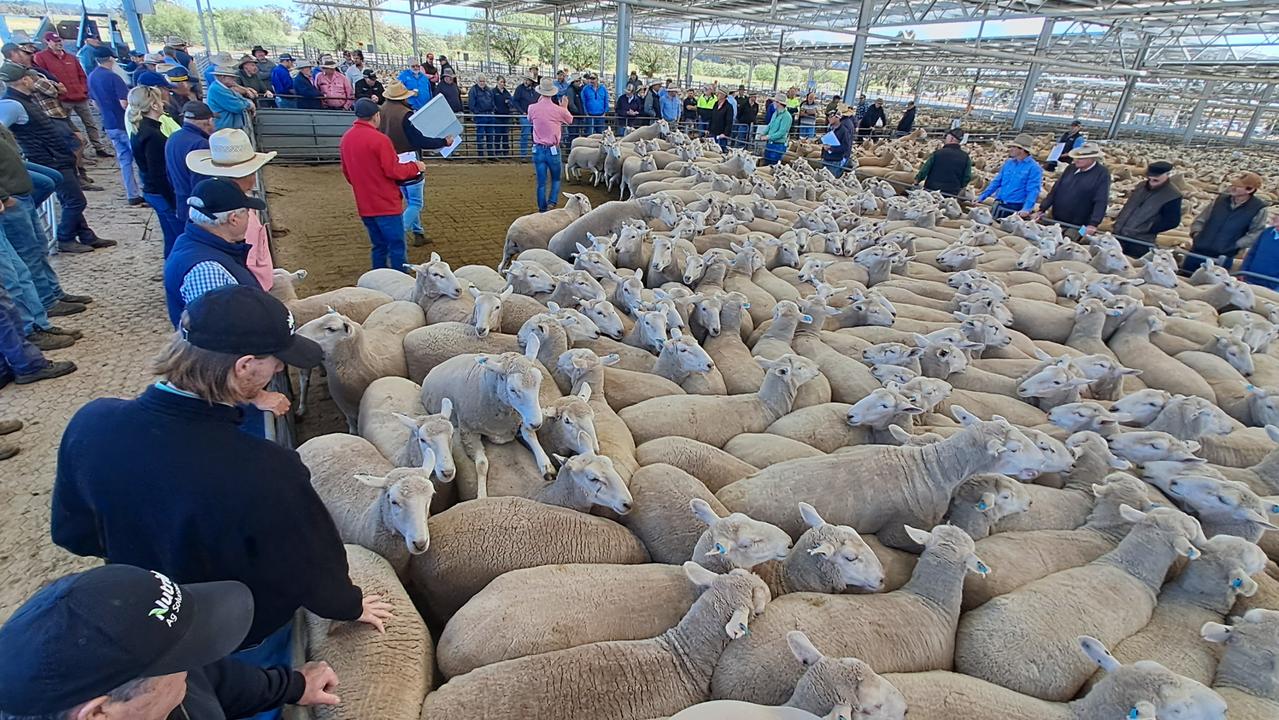 Lamb prices sink under sheer weight of numbers