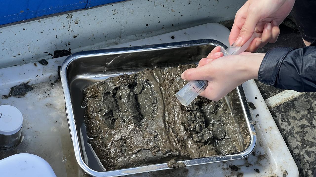 A mud sample taken from the bay floor. Picture: Supplied