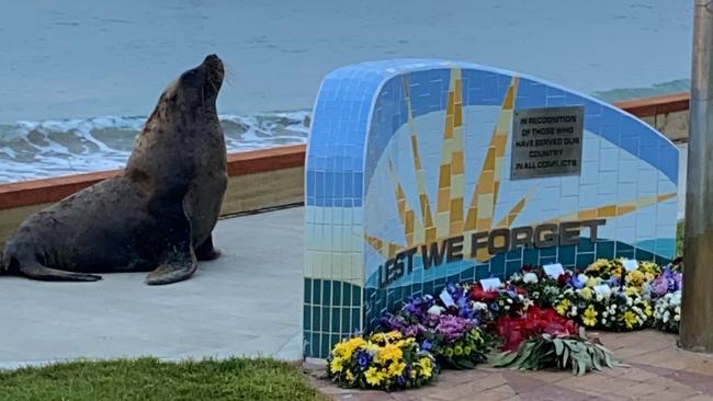 Harold the seal in Beachport, contributed by McManus Builders.