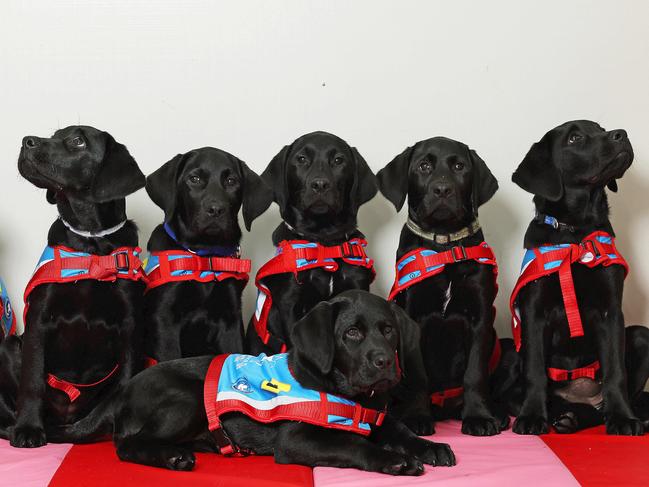 DAILY TELEGRAPH. APRIL 30, 2025. Pictured are the next litter of puppies destined to become assistance dogs and transform peoplesÃ lives has arrived. Now in training at the Assistance Dogs Australia puppy kindergarten in Waterfall, the seven black labradors have been dubbed the ÃE-litterÃ.They are: Echo,  Everly,  Elroy, Emerald,  Euan, Else, and Eleanor, Picture: Tim Hunter.