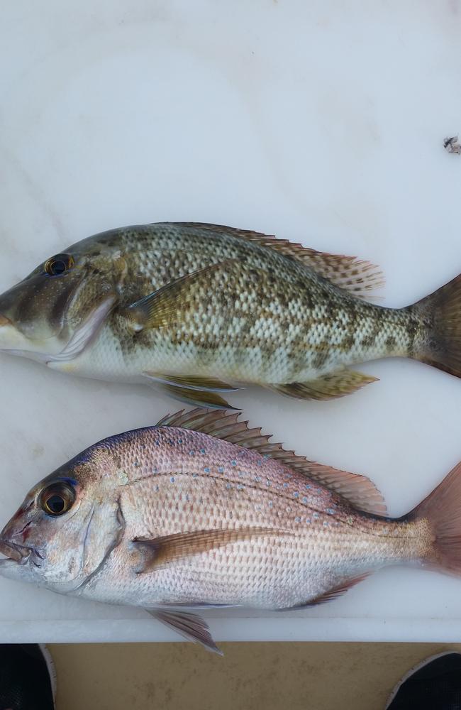 Squire and sweetlip caught in Moreton Bay. Picture: Spero Kartanos