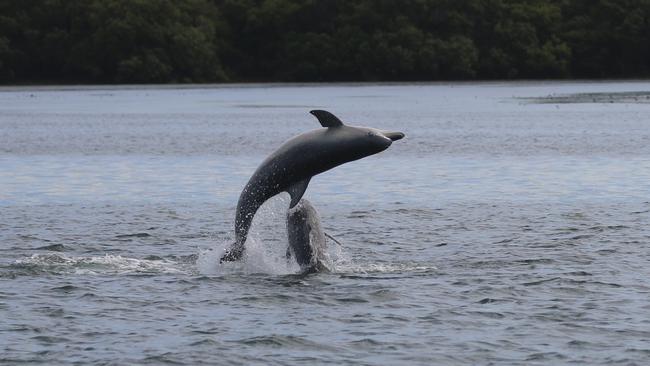 Dolphins in the Port River , South Australia . Picture: Jenni Wyrsta