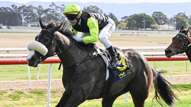 Just Gisella can bounce back from her last start defeat when she heads to Kembla on Thursday. Picture: Bradley Photos