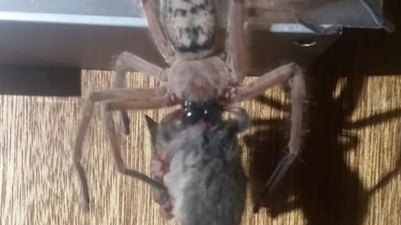 australian snake eating spider